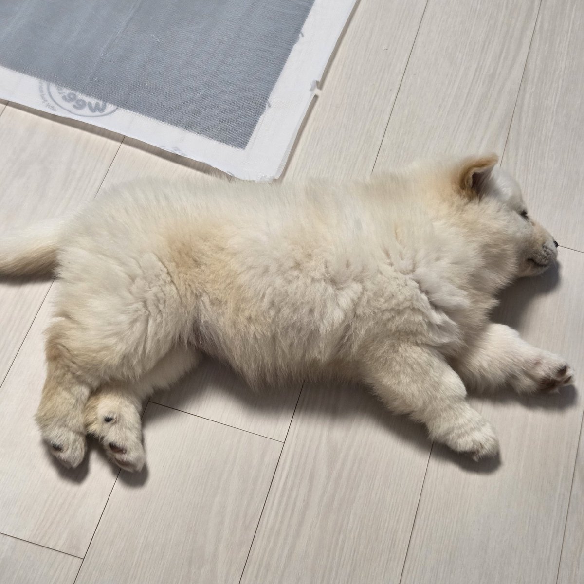 김미르의 성장일지 tweet media