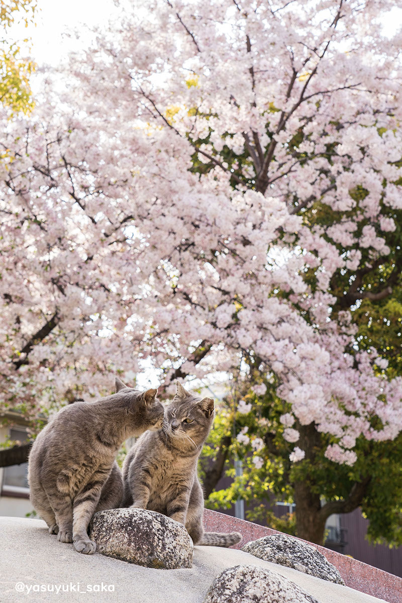 yasuyuki_saka's tweet image. ねこ。 #猫 #ねこ #cat #猫写真