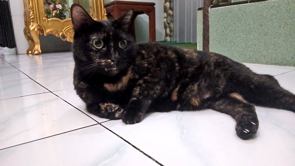 bude nanas tweet media