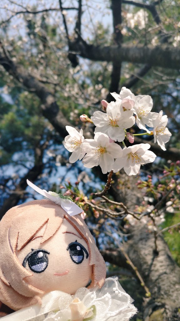 かわちいおんなのこともお花見🌸