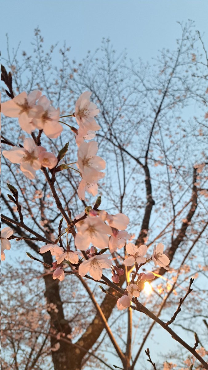 今夜もお花見