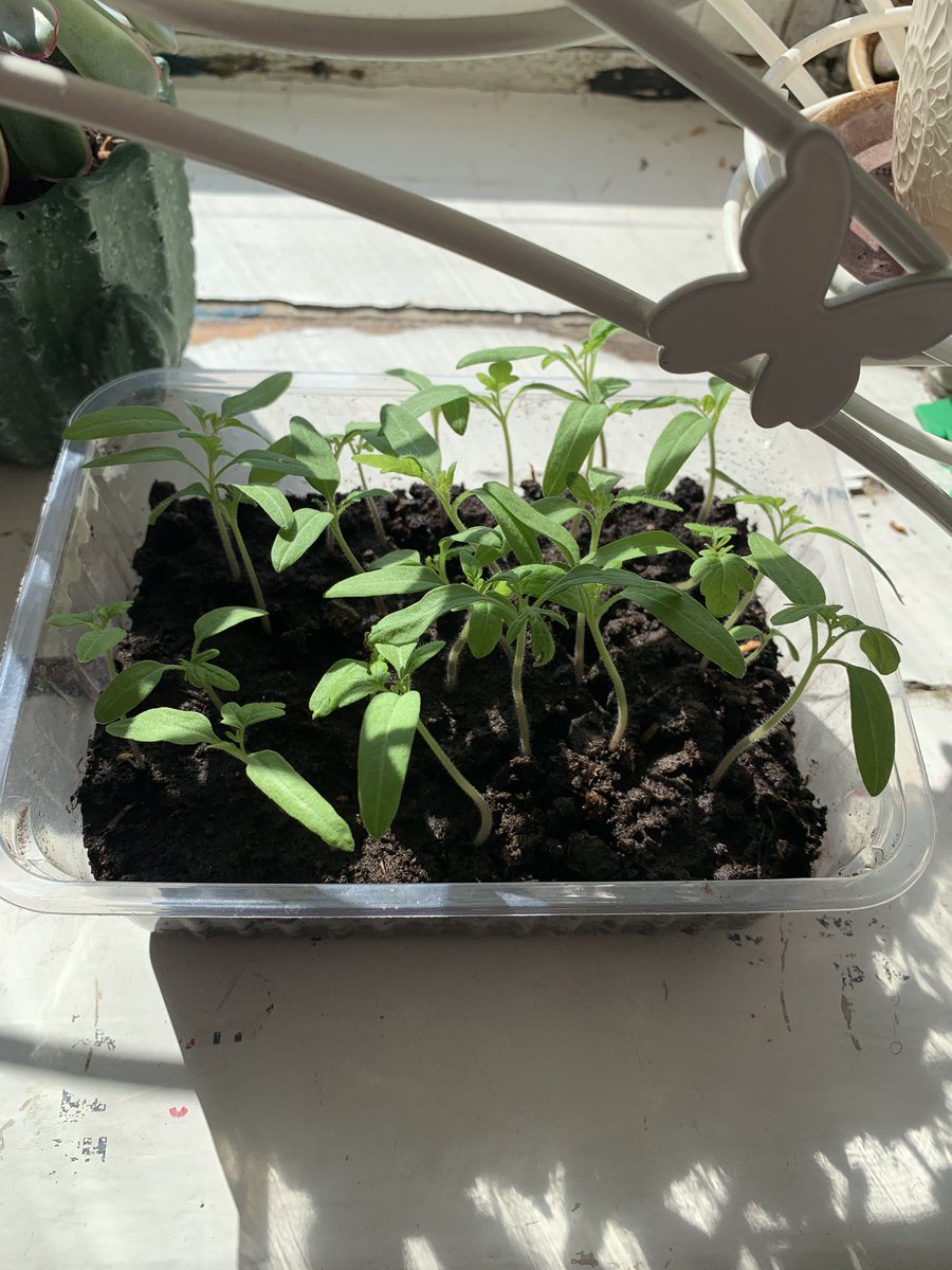 Временами добрый татарин 🇷🇺 tweet media