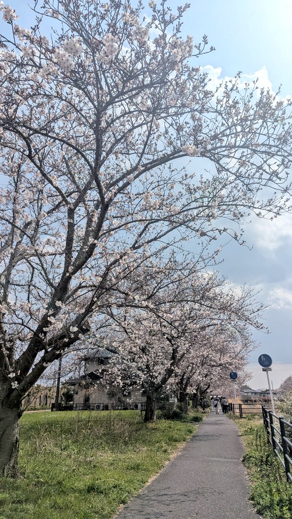 sleepernote01's tweet photo. お花見その1🌷

目的地に行くまで川沿いをお散歩

川沿いには他の花も咲いてて
めっちゃ綺麗だった！

 #日常垢
 #お花見
 #桜 https://t.co/vpoFo4cgX6