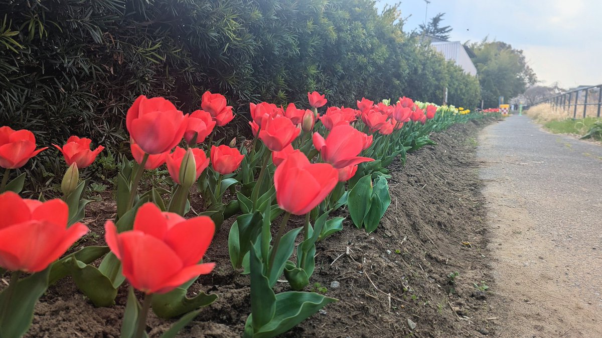sleepernote01's tweet photo. お花見その1🌷

目的地に行くまで川沿いをお散歩

川沿いには他の花も咲いてて
めっちゃ綺麗だった！

 #日常垢
 #お花見
 #桜 https://t.co/vpoFo4cgX6