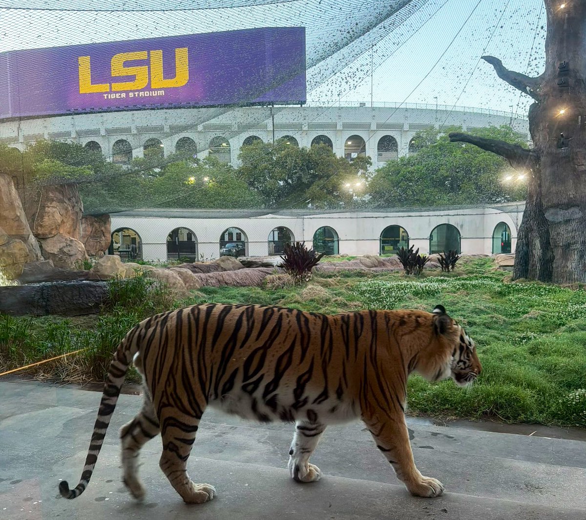 ɢʏᴘꜱʏ 🇺🇸 ᴘᴀᴛʀɪᴏᴛ tweet media