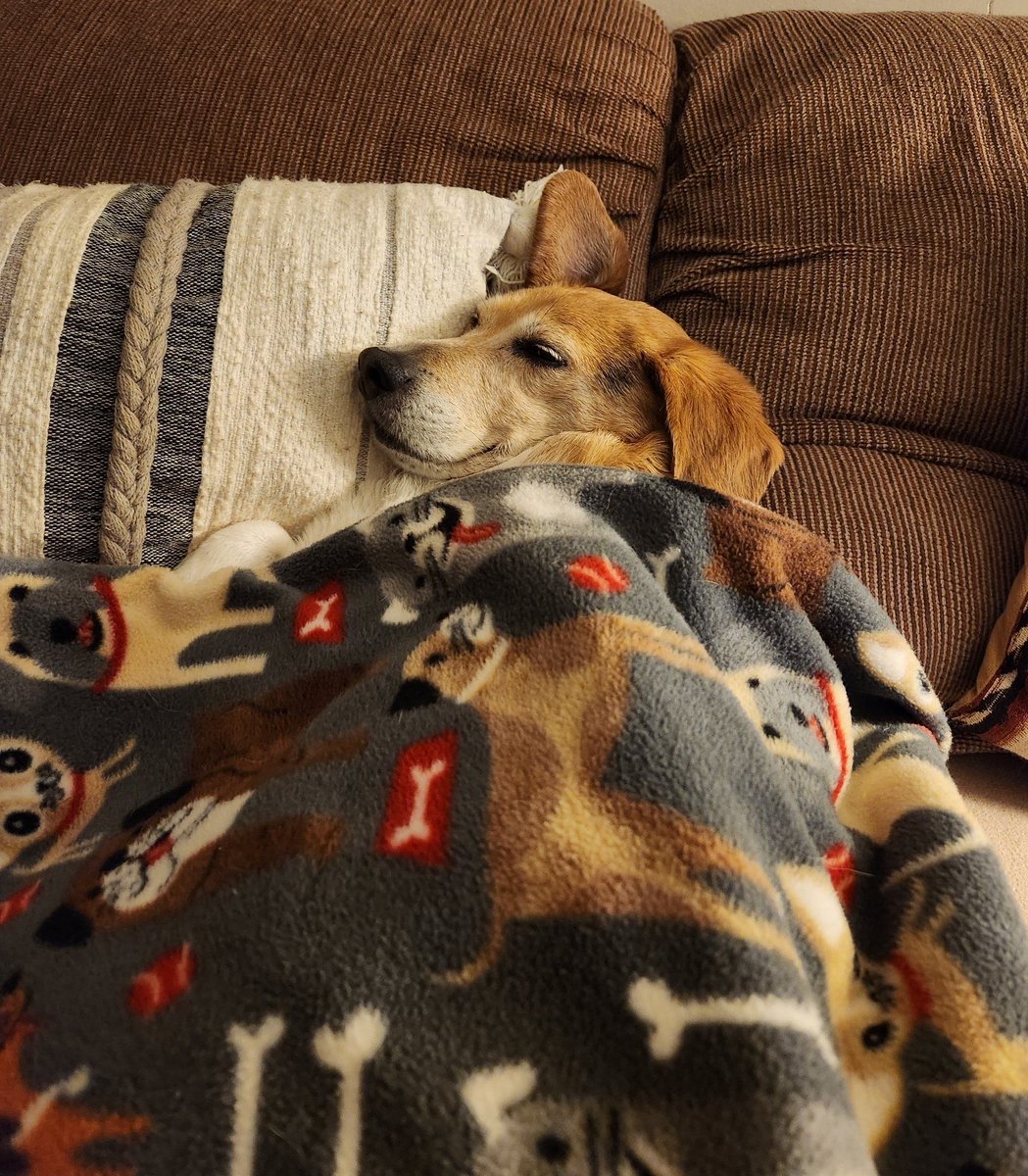 Beagle Facts tweet media