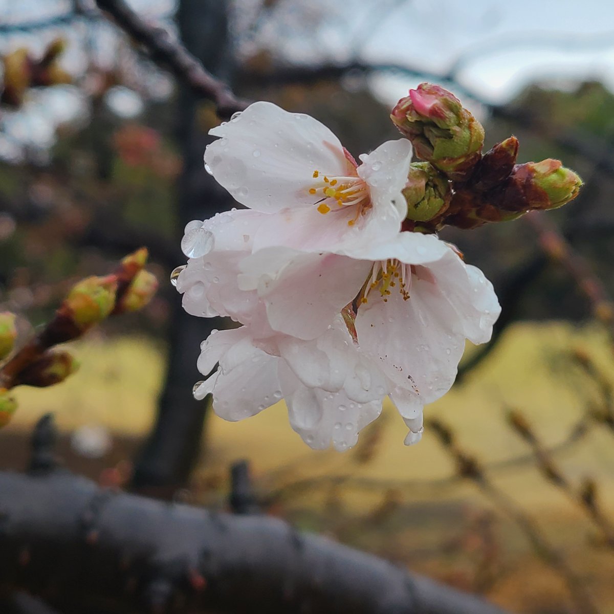 たくパパ tweet media