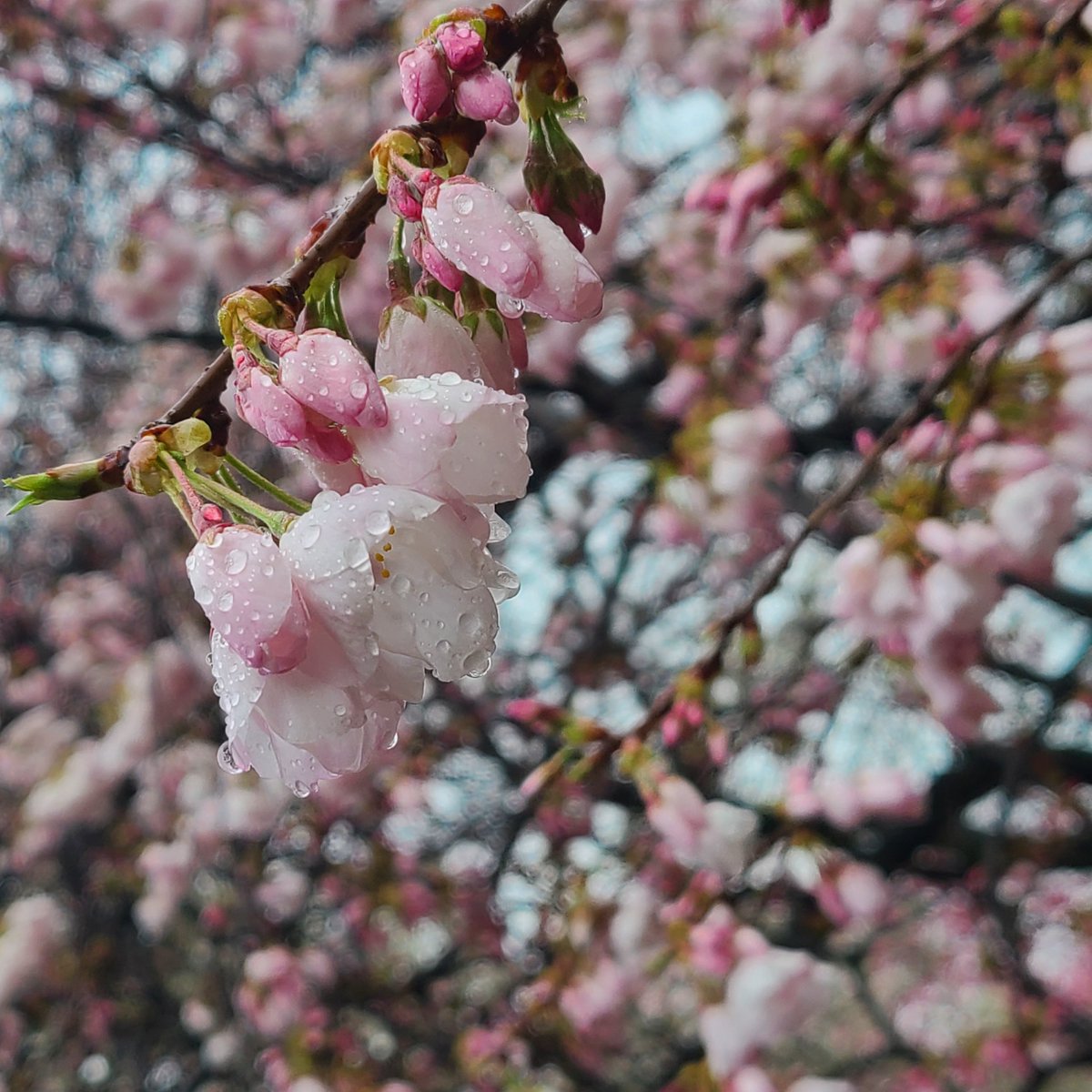 たくパパ tweet media