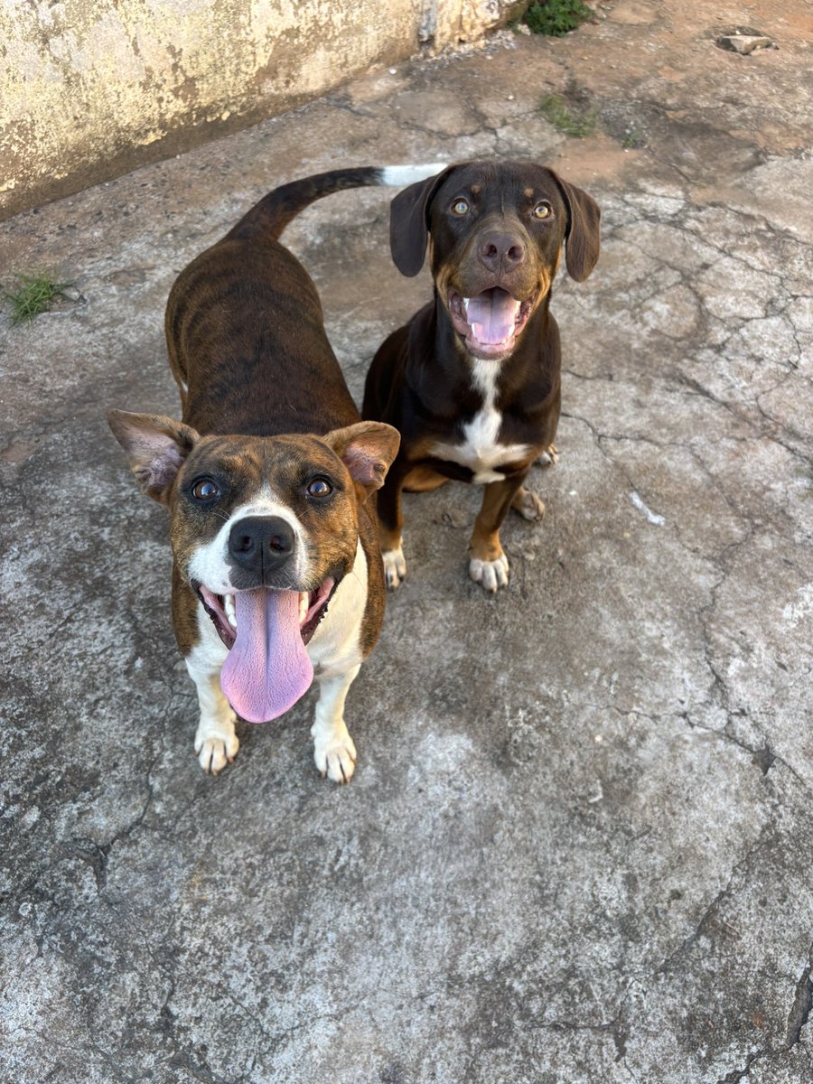 Gabriele Lima #NãoCompreAdote tweet media