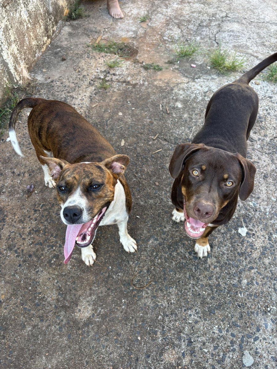 Gabriele Lima #NãoCompreAdote tweet media