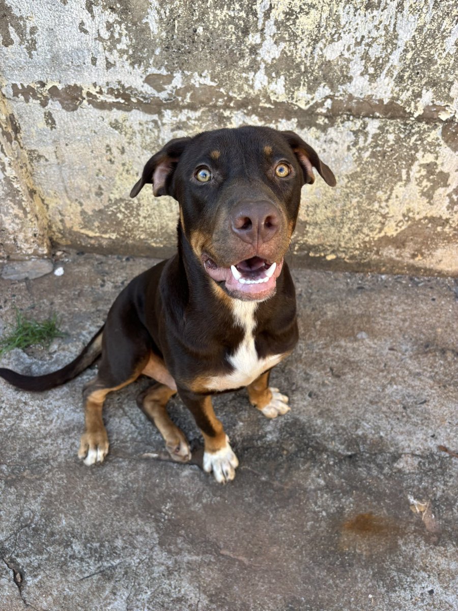 Gabriele Lima #NãoCompreAdote tweet media