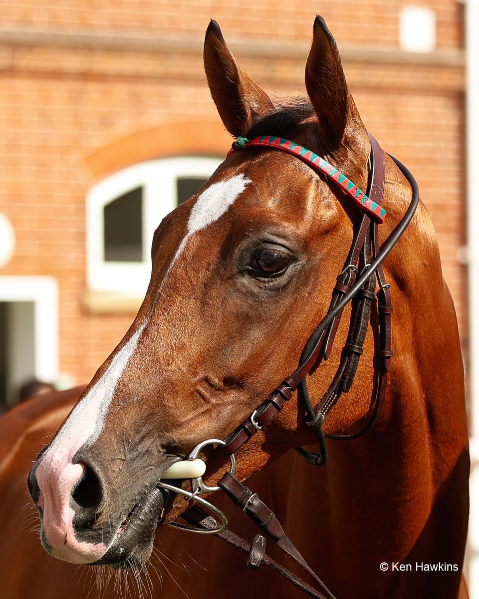blindadosalas1's tweet photo. #Hipismo CALANDAGAN 🇮🇪 Últimas 5 actuaciones:
🏅 #GPStCloud
🏅 #KingGeorgeQESt
🏅 #QIPCOChampionSt
🏅 #JapanCup
🏅 #DubaiSheemaClassic
Todos #GradeOne Sin duda alguna, el mejor purasangre de la actualidad.
Foto: @kenneth_hawkins https://t.co/sp377i398m