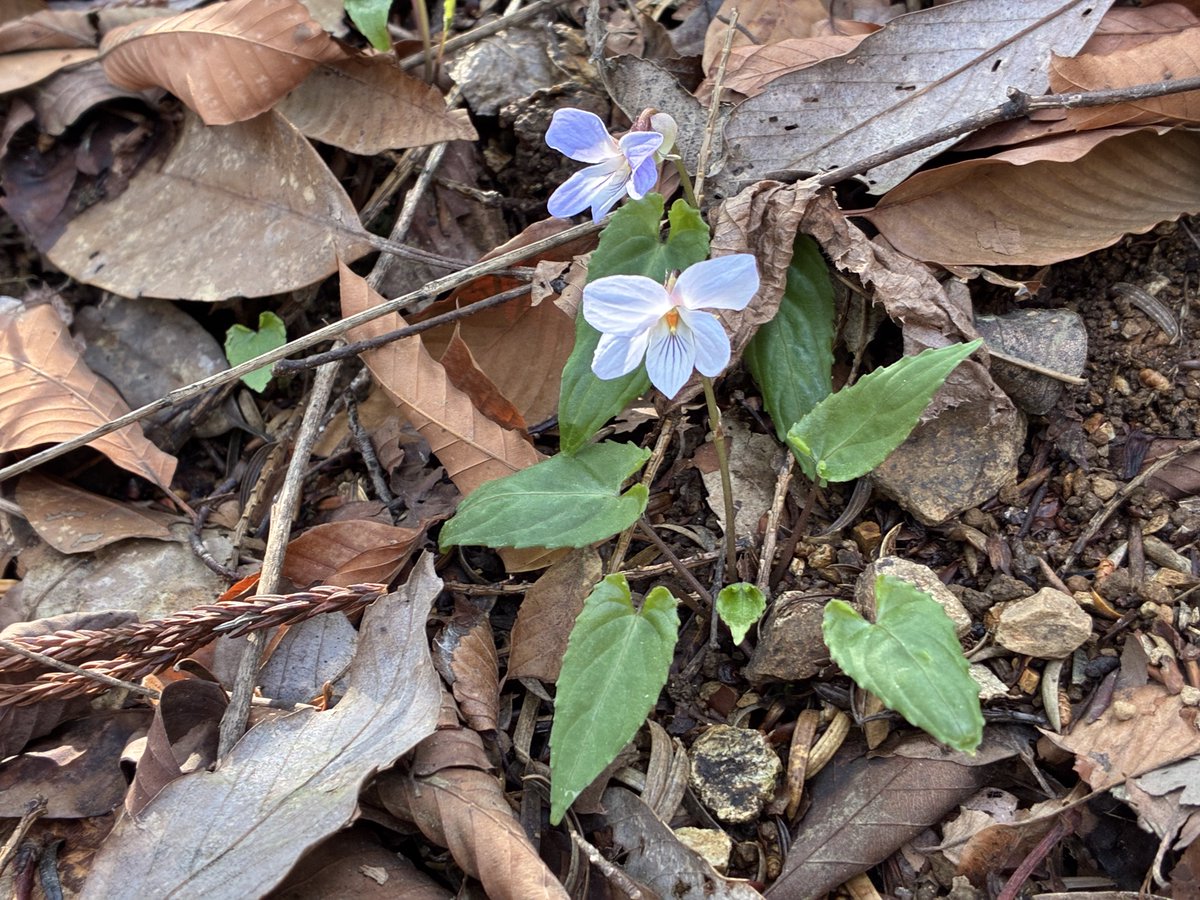 FukuShin tweet media