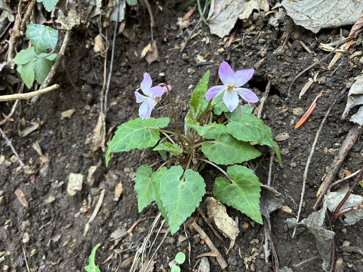 FukuShin tweet media