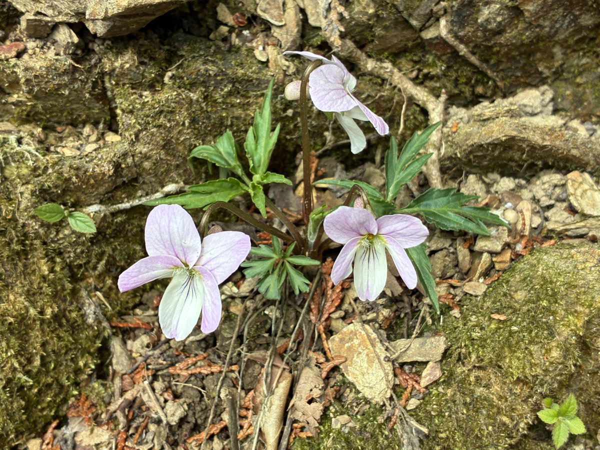 FukuShin tweet media