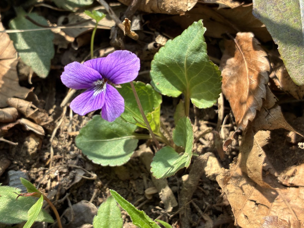 FukuShin tweet media