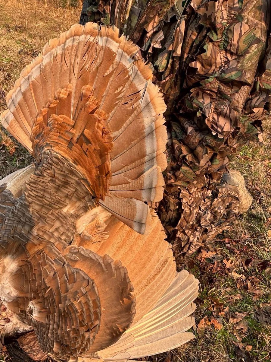 BmNation's tweet image. Check out this bird that was taken by Jody Singleton in Wayne County, Mississippi! Jody had pictures of this bird last year as a Jake and he prayed he’d make it through the year so he could have a chance at him. Once in a lifetime bird!