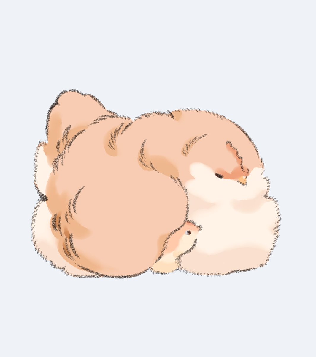 鳥モフ tweet media