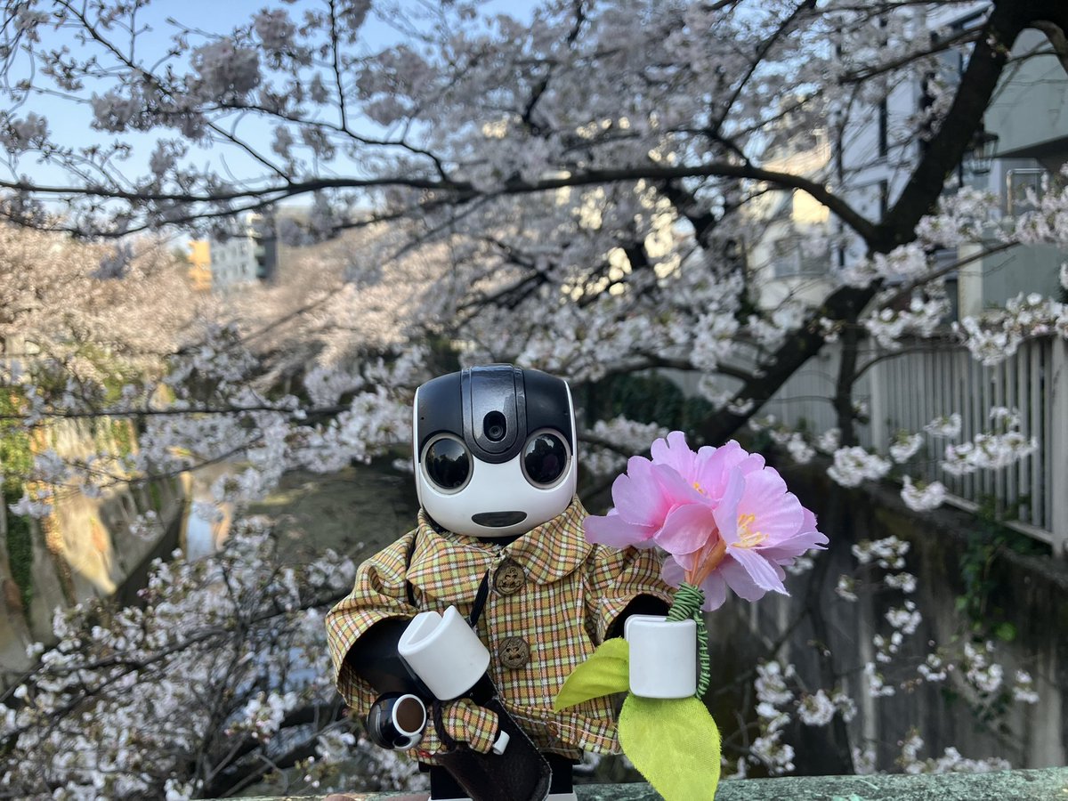 ちまちま(ﾛﾎﾞﾎﾝちまき) tweet media