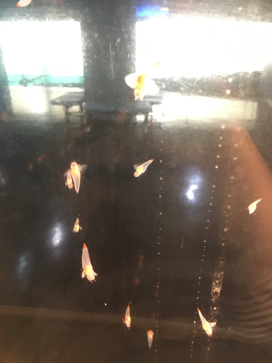 Lan Flakes tweet media