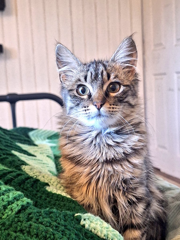 rectaprovincia tweet media