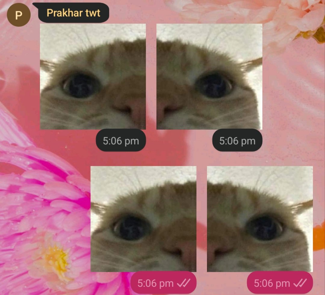 sohini🐢 tweet media