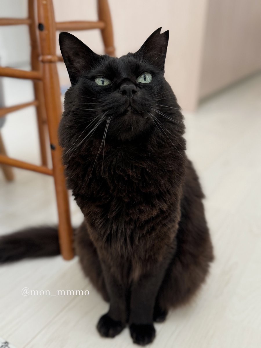 もんちゃん tweet media