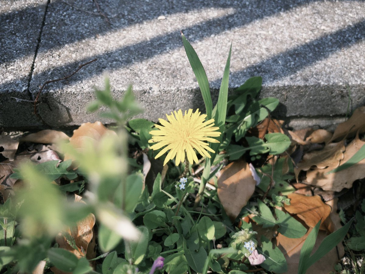aosuke2020's tweet photo. 足もとには黄色のお花🌼 https://t.co/XCke4J1slc