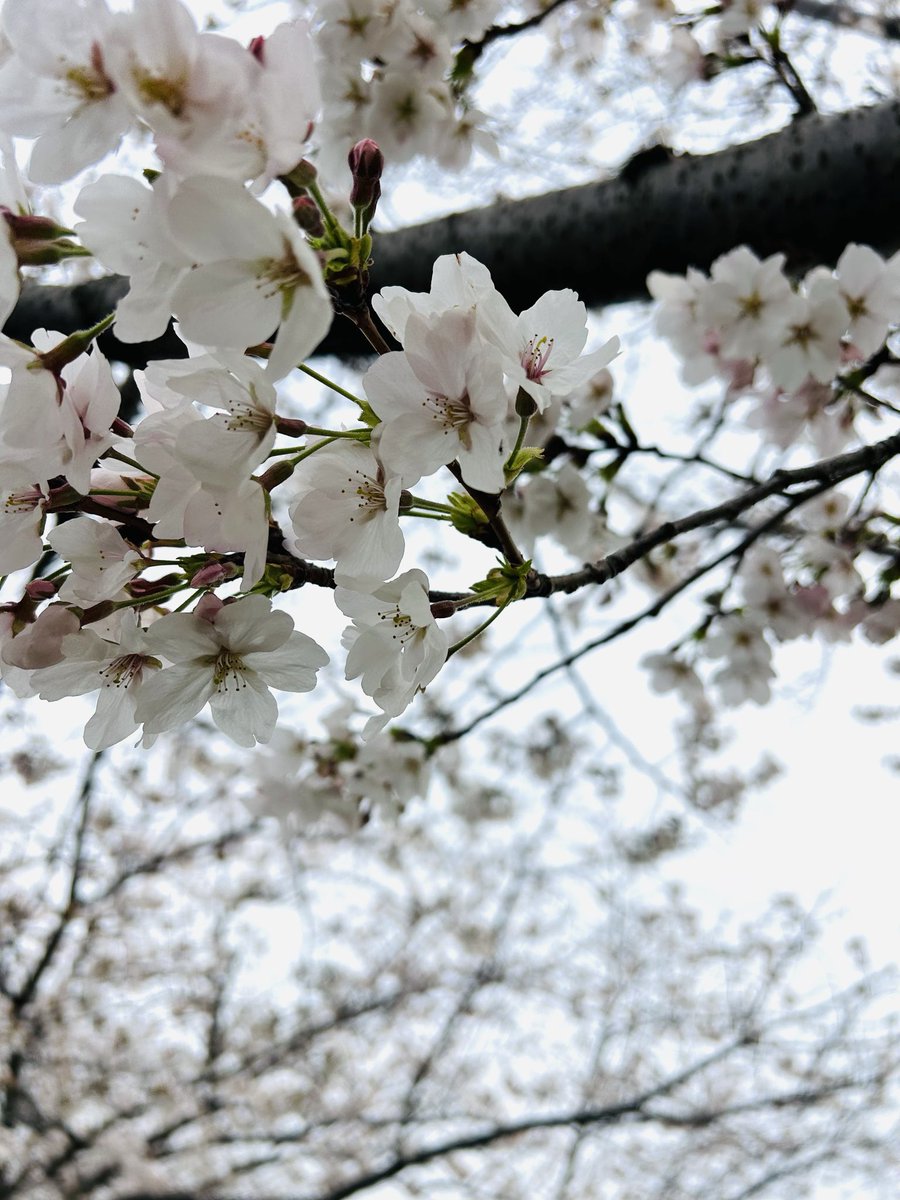 😁♡ニコチンコ♡😁 tweet media