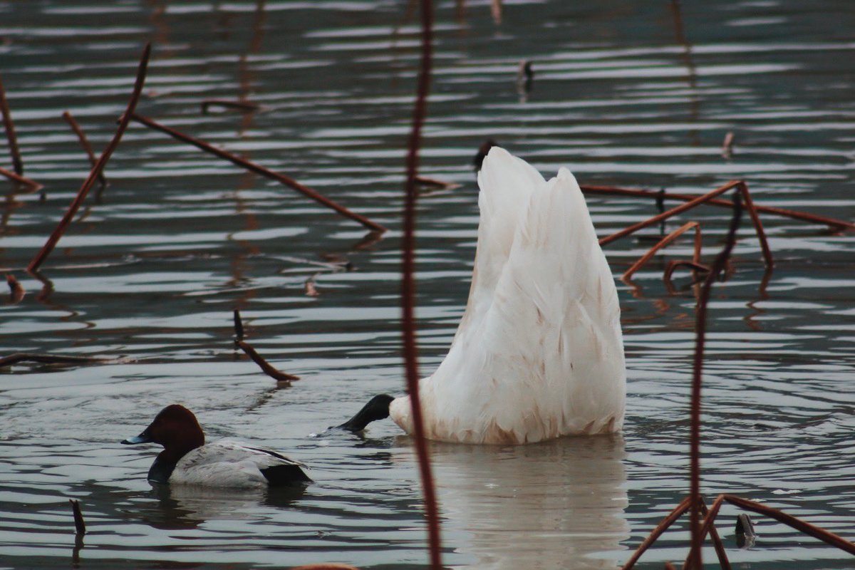 맥꼬리 tweet media