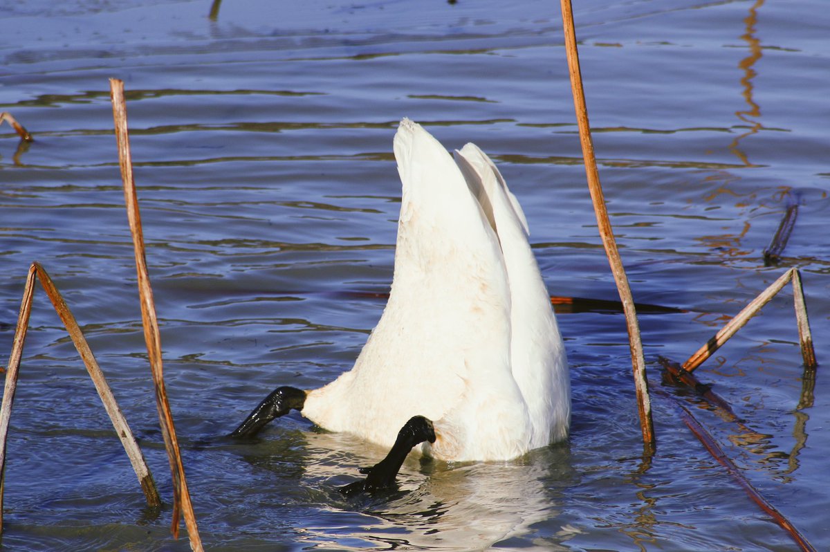 맥꼬리 tweet media