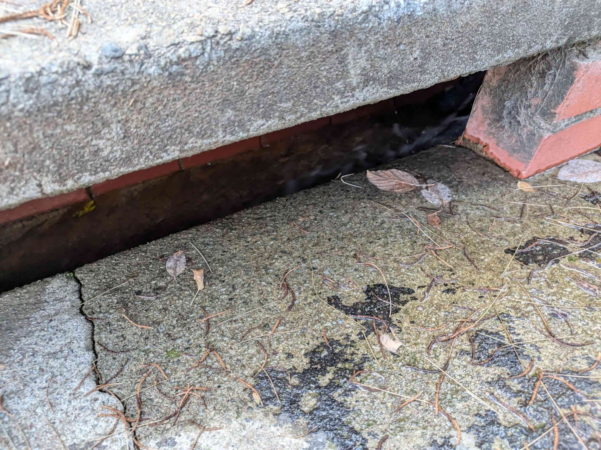 Simone Double-Masked Puterman tweet media