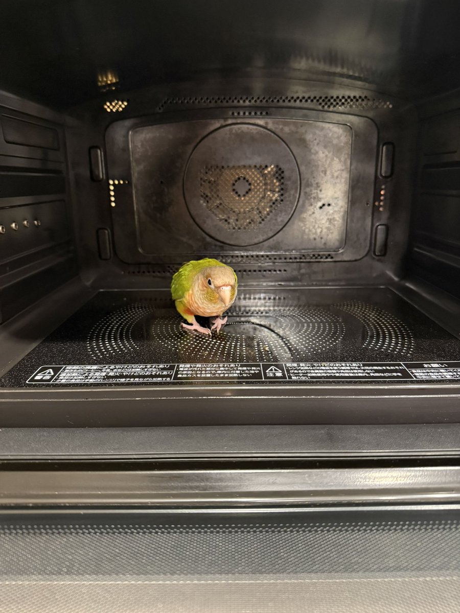 インコのほ〜ちゃん tweet media