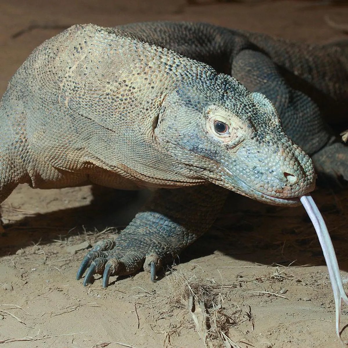 🐍Sneksnack⭐ tweet media