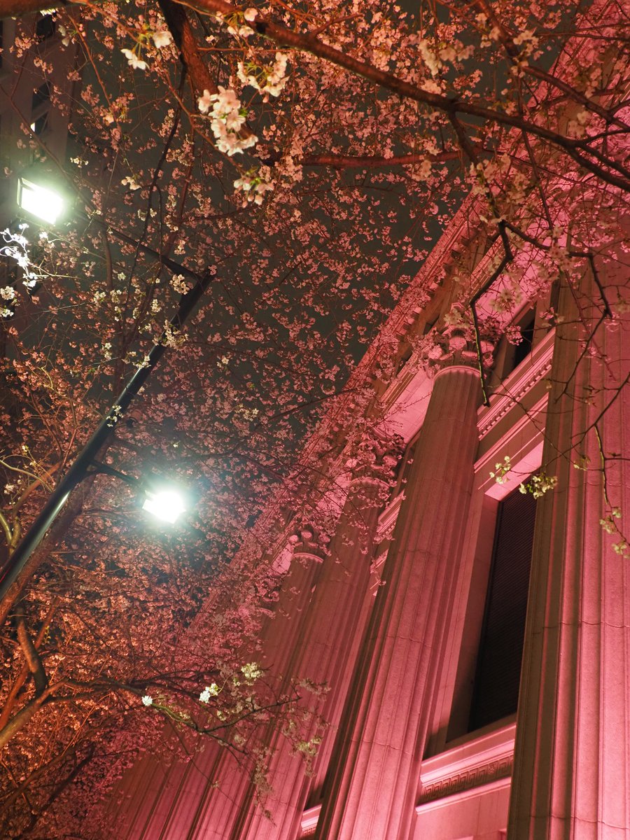 こんばんは！

3月29日
#東京散歩
#夜桜散歩
#さくら色ライトアップ
#江戸桜通り
#ソメイヨシノ

今日の夜桜は、
①日銀
②③三井住友
🩷🌸🩷