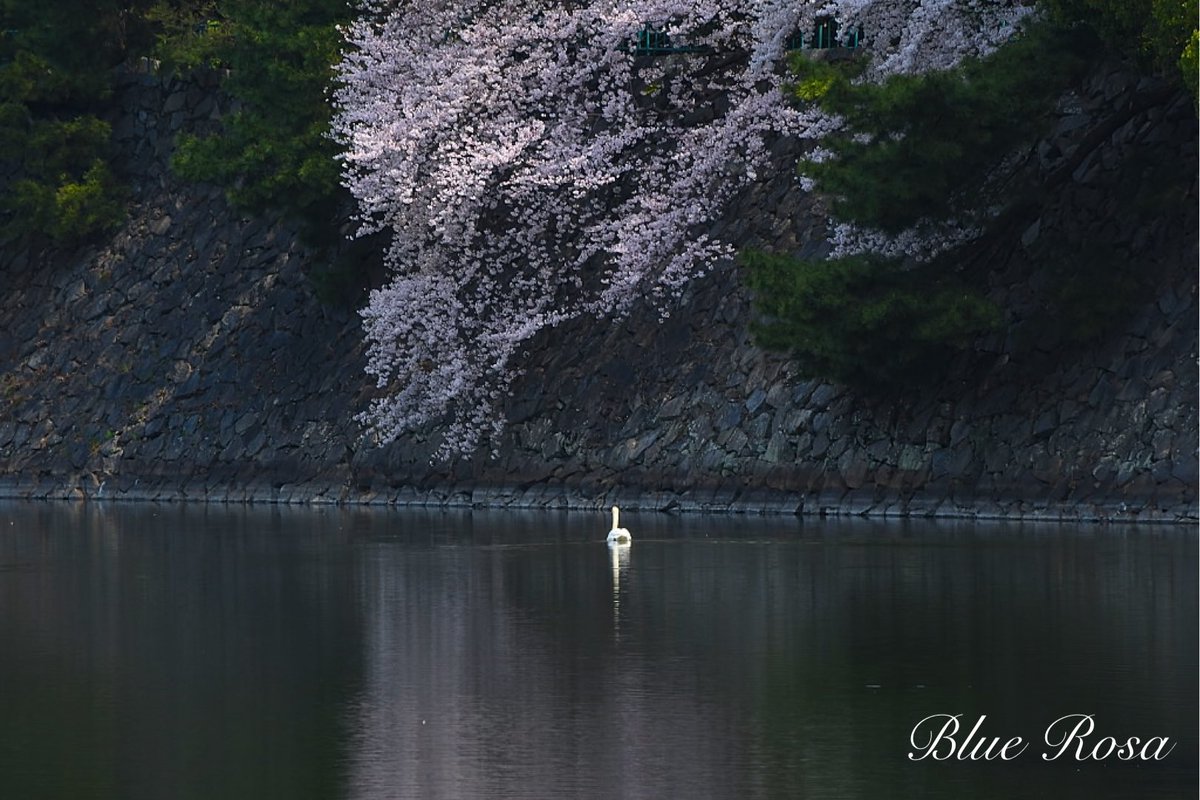 Blue Rosa tweet media