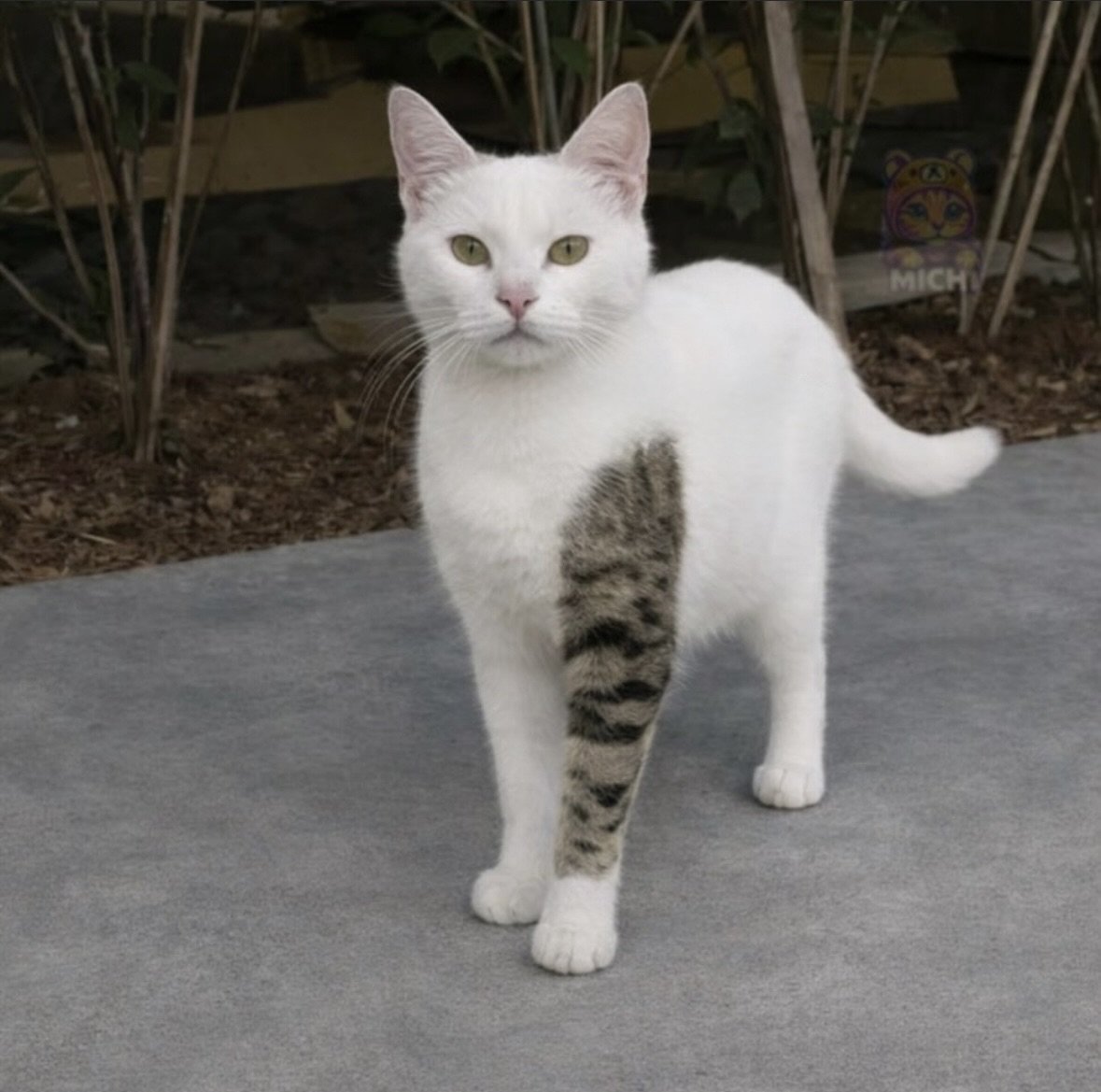 道でタトゥーを入れてる猫に出会ったら、すぐに逃げてください。