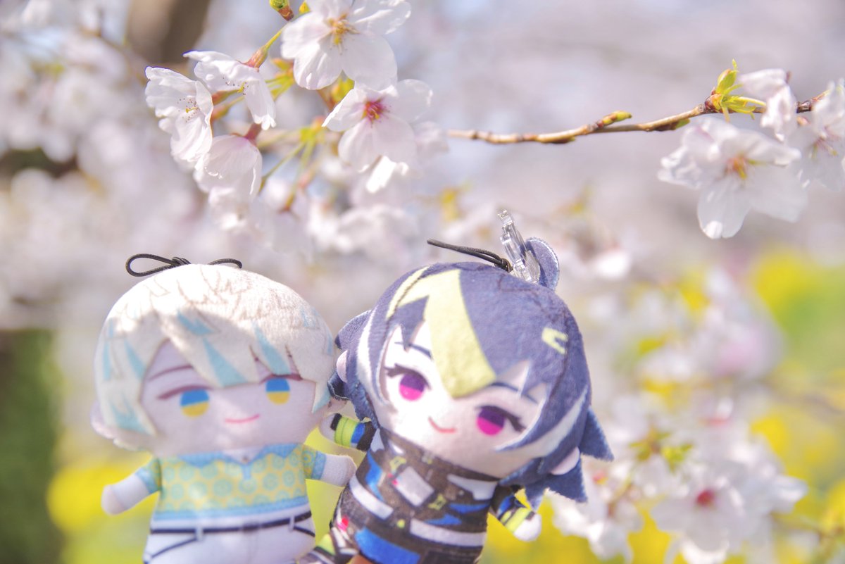 桜ハンターちぇり🌸 tweet media