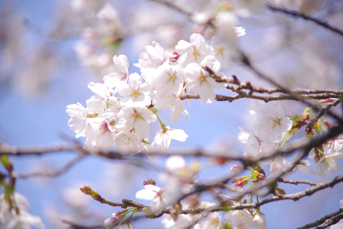 桜ハンターちぇり🌸 tweet media