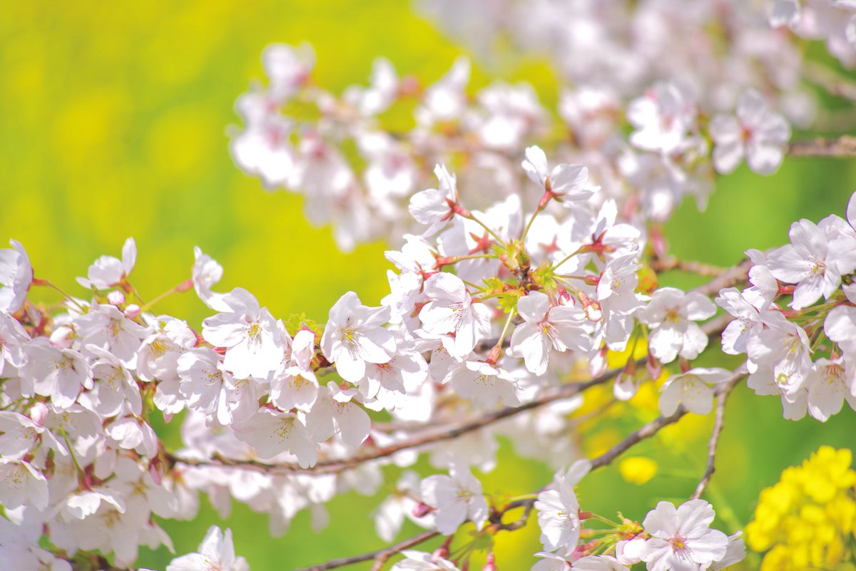 桜ハンターちぇり🌸 tweet media