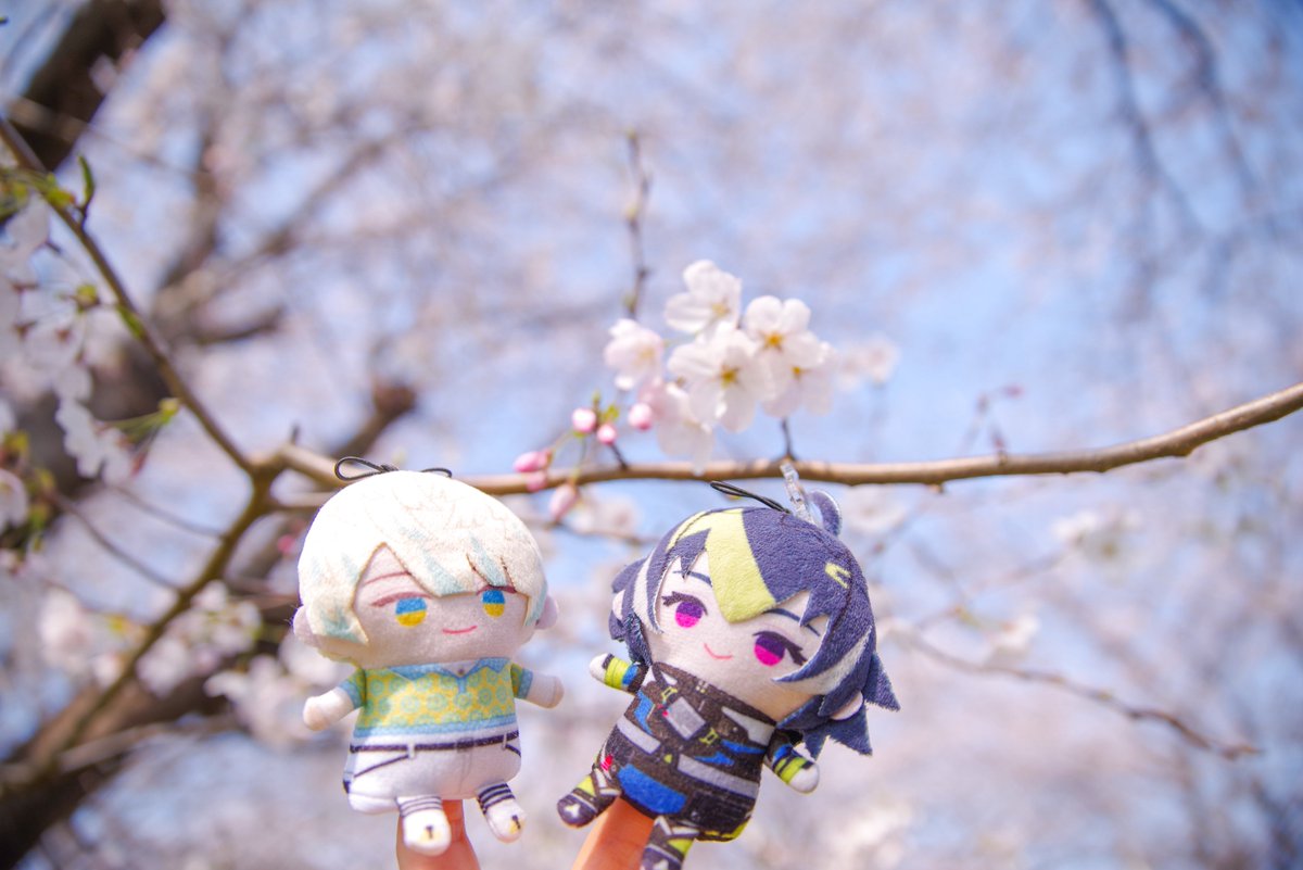 桜ハンターちぇり🌸 tweet media