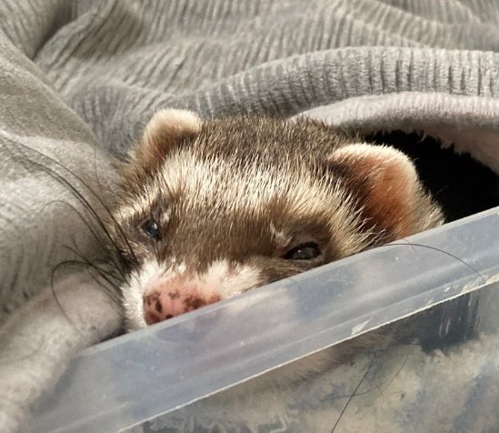 DragoNoi tweet media