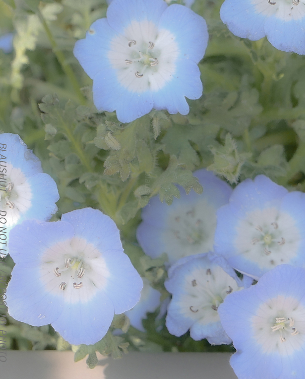 별들이 옹기종기 모여있는 것 같아서 버리지 않고 올렸어요