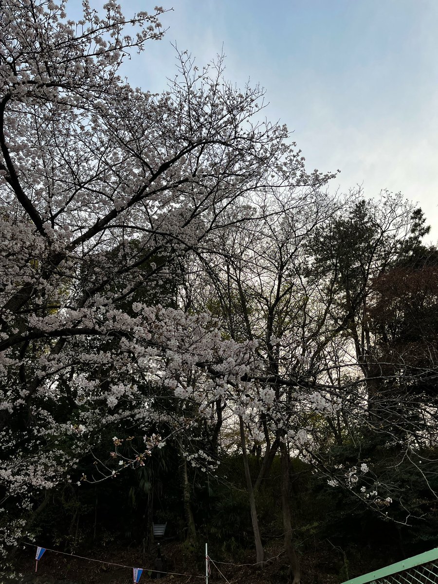 LatteWithLife's tweet photo. 汀さん9周年おめでとうございます🌸
青が聴けて嬉しかったのと、親になったことで前とは違う感情で聴けたのが新たな発見でした🟦
そして、歌はもちろん、MCの言葉にたくさん救われました
1年後、また会いに行きます🤝
#mgwtkzw https://t.co/OodNwNjkQt