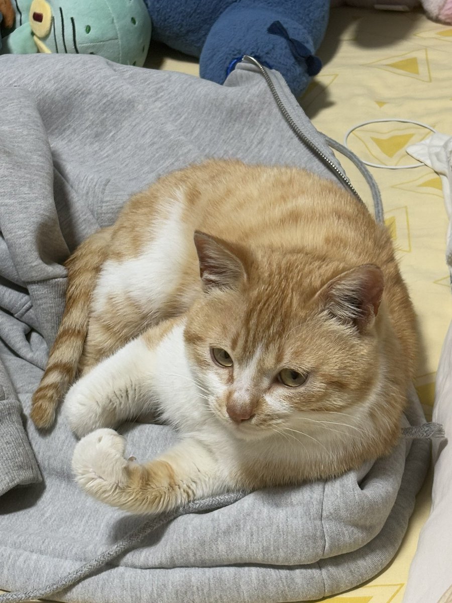 土豆泥泥面 tweet media