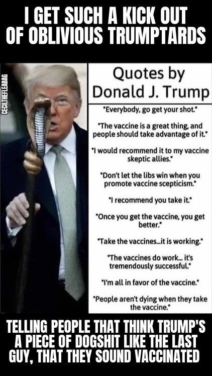 Cecil the flea bag tweet media