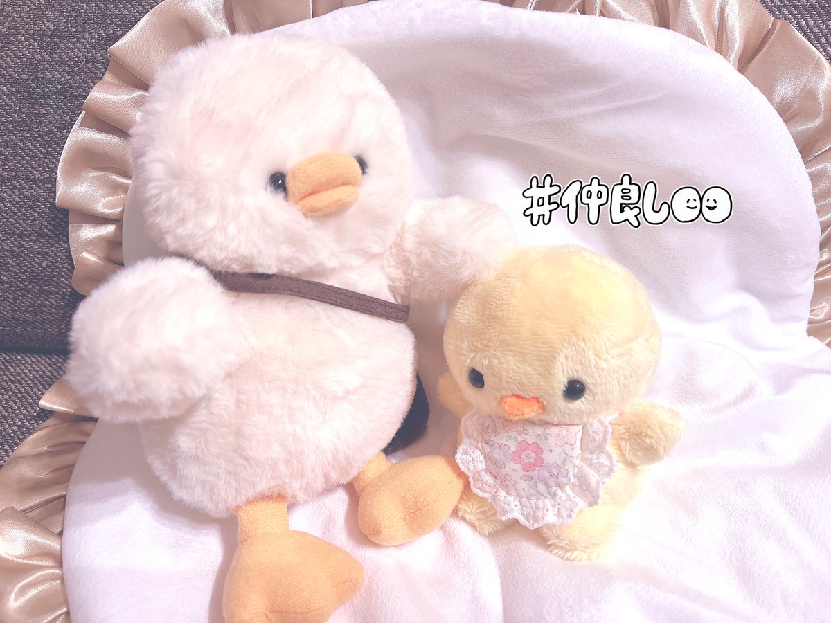 まるちゃん tweet media