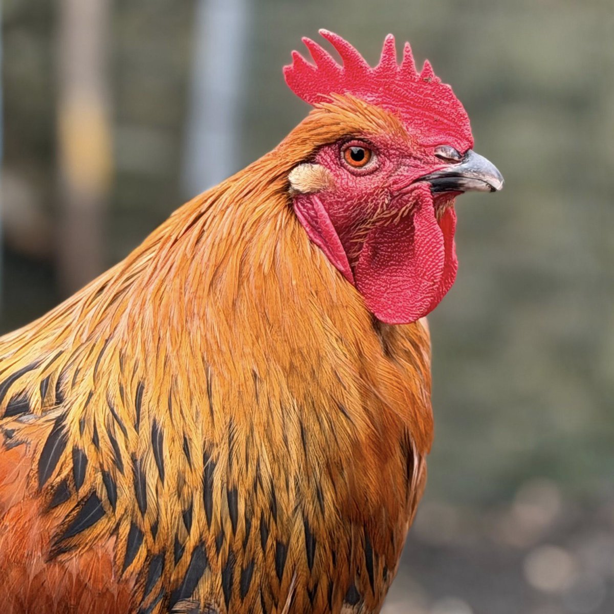 BleakholtF's tweet image. Colin needs a new home, a very handsome Maran rooster, he's just over 2 years old, is quite tame and peaceful with people. He's a large breed chicken who stands around 2 feet tall, he needs some hens to live with and look after, details here- bleakholt.org/lancashire-ani… 🐓 #chickens