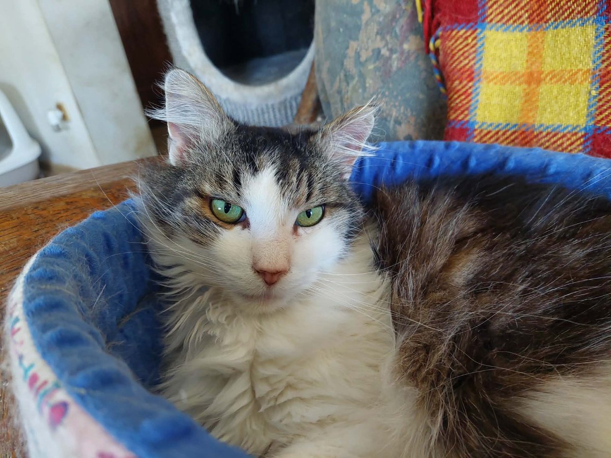 Miau Miauu - Izabela Wieczerzak tweet media