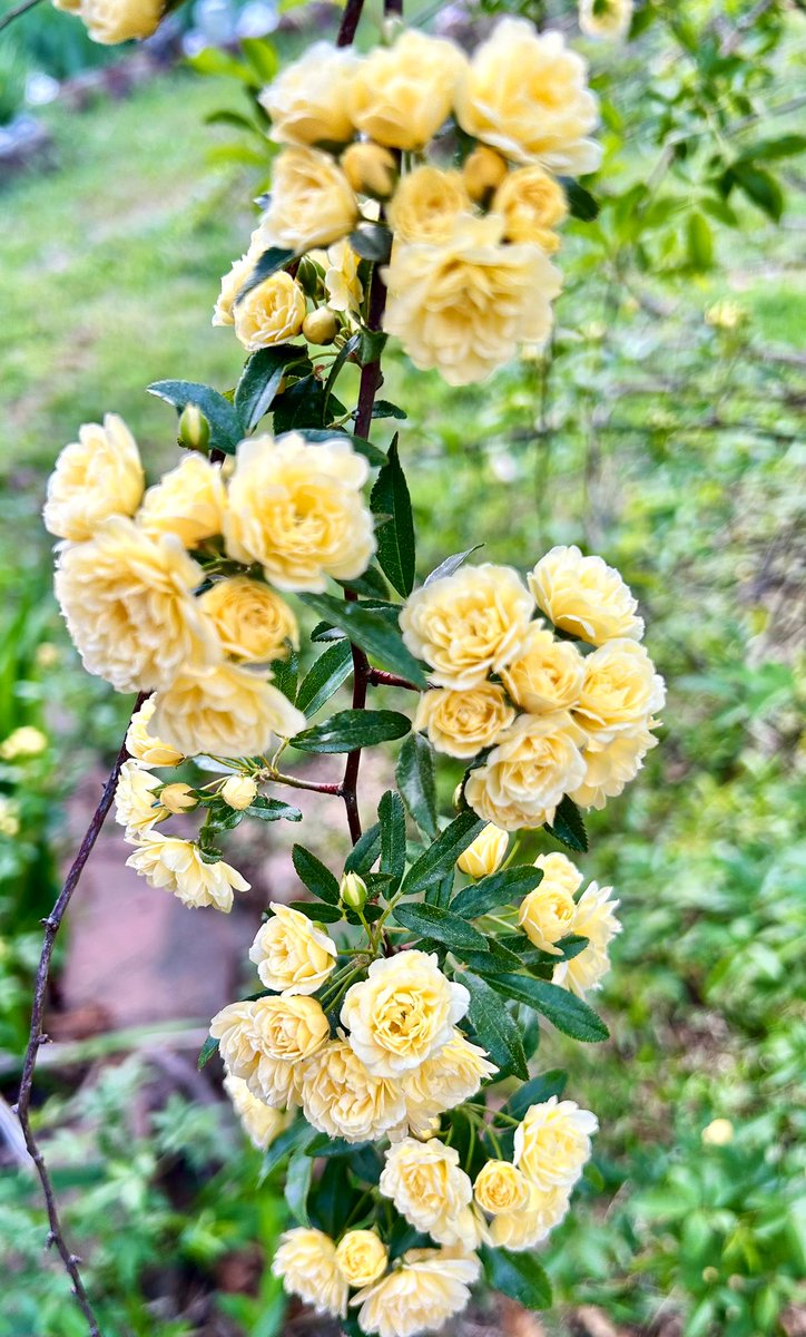 🌱Ilena Gilbert-Mays🌸 tweet media